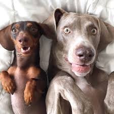 ¿Adoptar o comprar un perro?