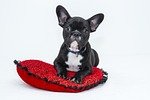 bulldog, dog, puppy, pet, black dog, animal, young dog, domestic dog, canine, mammal, nature, cute, adorable, portrait