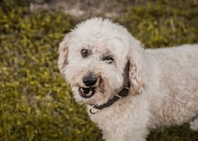 Charming white Poodle with curly fur enjoying a sunny day on the grass.
