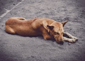 ¿Estás pensando en tener un perro?
